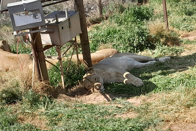 Cape Town Full Day Aquila reserve safari - Why the private format matters