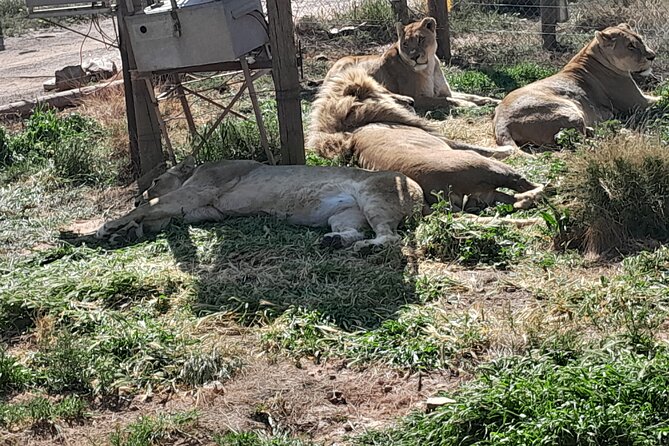 Cape Town Full Day Aquila reserve safari - The return to Cape Town