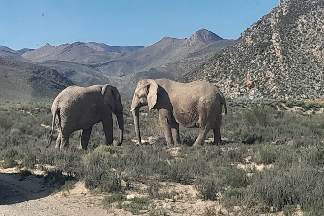 Cape Town Full Day Aquila reserve safari - A short stop at the Klein Karoo Ostrich Emporium