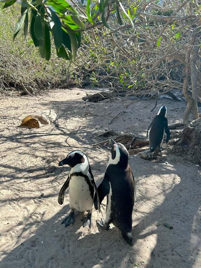 Cape Town: Full Day Cape of Good Hope with Penguins Tour - Simon’s Town and the False Bay coast