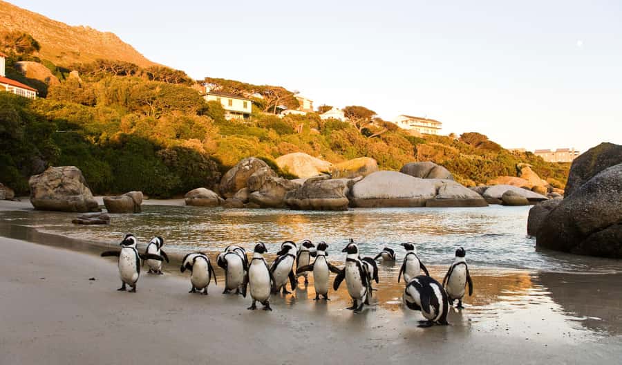 Cape Town: Full-Day Cape Peninsula and Penguins Tour - Sea Point, Maiden’s Cove, and Camps Bay