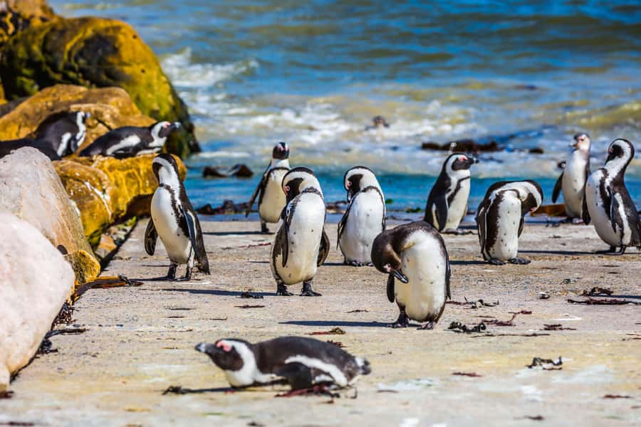 Cape Town: Full-Day Cape Peninsula and Penguins Tour - Bo-Kaap gives the morning a local start