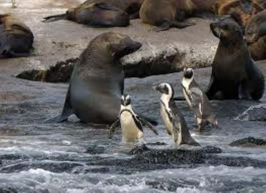 Cape Town: Full-Day Cape Peninsula Tour & Penguin Beach - From Camps Bay to Hout Bay Harbour