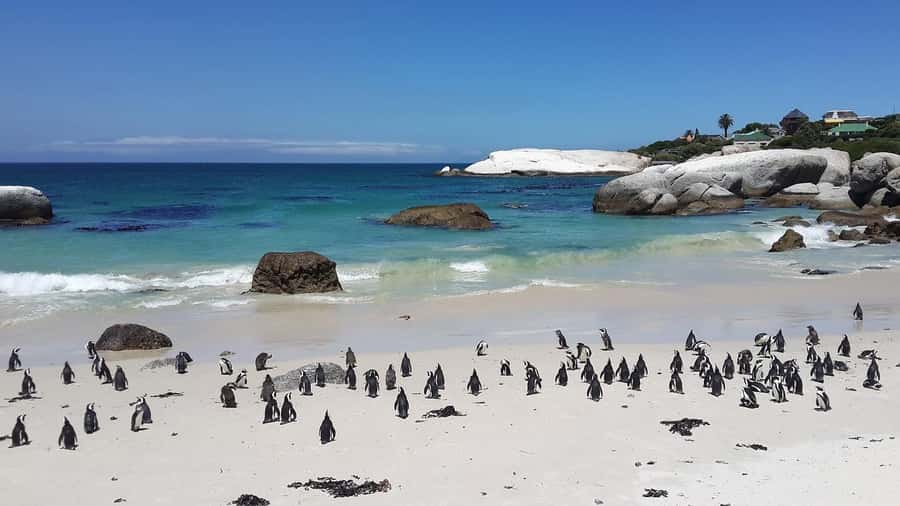 Cape Town: Full-Day Cape Peninsula Tour & Penguin Beach - Simon’s Town, Kalk Bay, and Muizenberg on the return