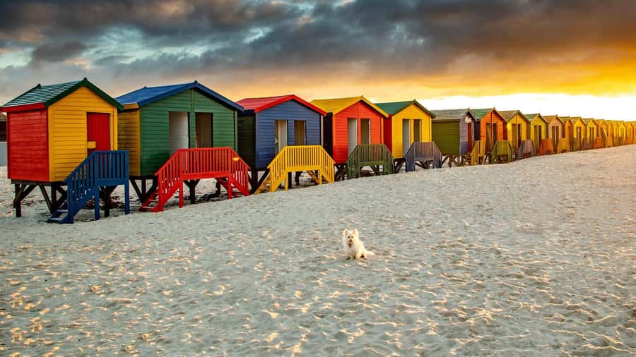 Cape Town: Full-Day Cape Peninsula Tour with Transfers - A big Cape Peninsula day in seven hours