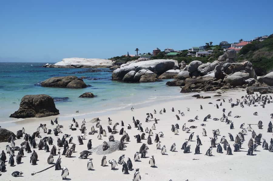 Cape Town: Full-Day Cape Peninsula Tour with Transfers - Who will get the most from this tour