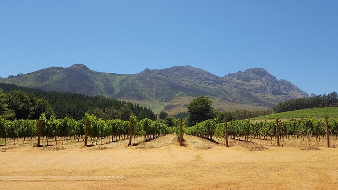 Cape Town Full Day Family Fun With Kids Private Tour - Key points to know before booking