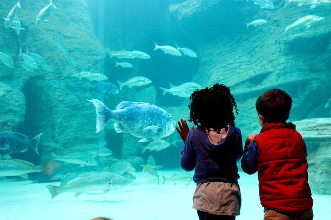 Cape Town Full Day Family Fun With Kids Private Tour - What the $196.51 price really buys