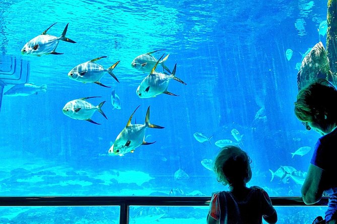 Cape Town Full Day Family Fun With Kids Private Tour - Two Oceans Aquarium starts the morning