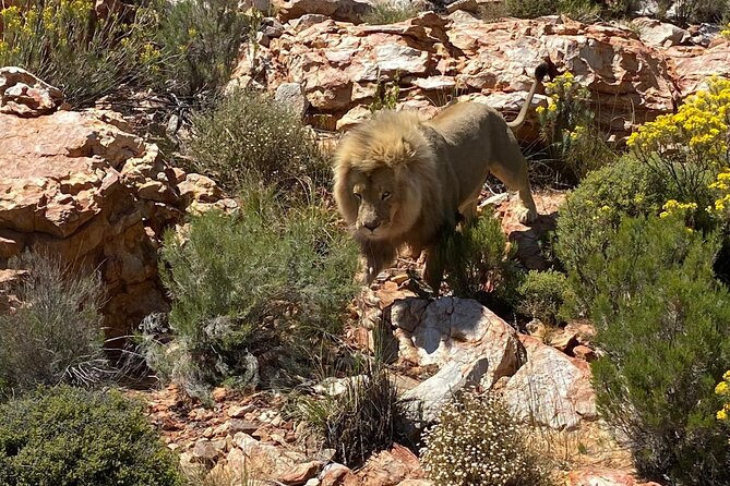 Cape Town Full Day Private Aquila Game Reserve Big 5 Safari - Key details before you book