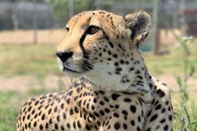 Cape Town Full Day Private Aquila Game Reserve Big 5 Safari - Why Aquila works as a Cape Town safari