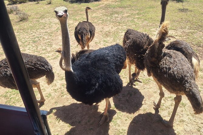 Cape Town Full Day Private Aquila Game Reserve Big 5 Safari - Breakfast, welcome drinks, and a proper lunch break