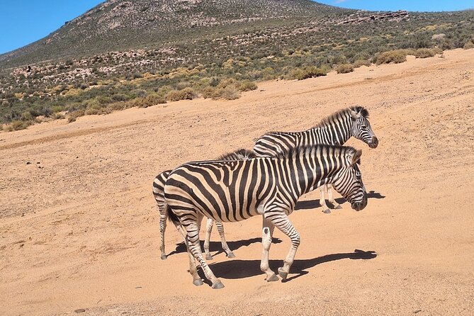 Cape Town Full Day Private Aquila Game Reserve Big 5 Safari - A private tour that is not a fully private safari