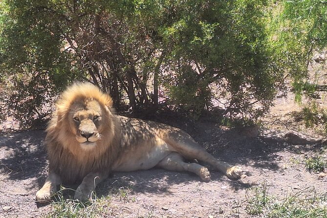 Cape Town Full Day Private Aquila Game Reserve Big 5 Safari - Two hours through the Western Cape and Little Karoo