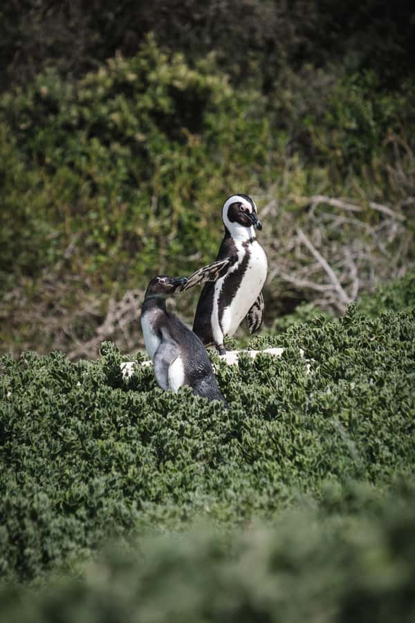 Cape Town: Full-Day Private Peninsula Tour - Cape of Good Hope Nature Reserve