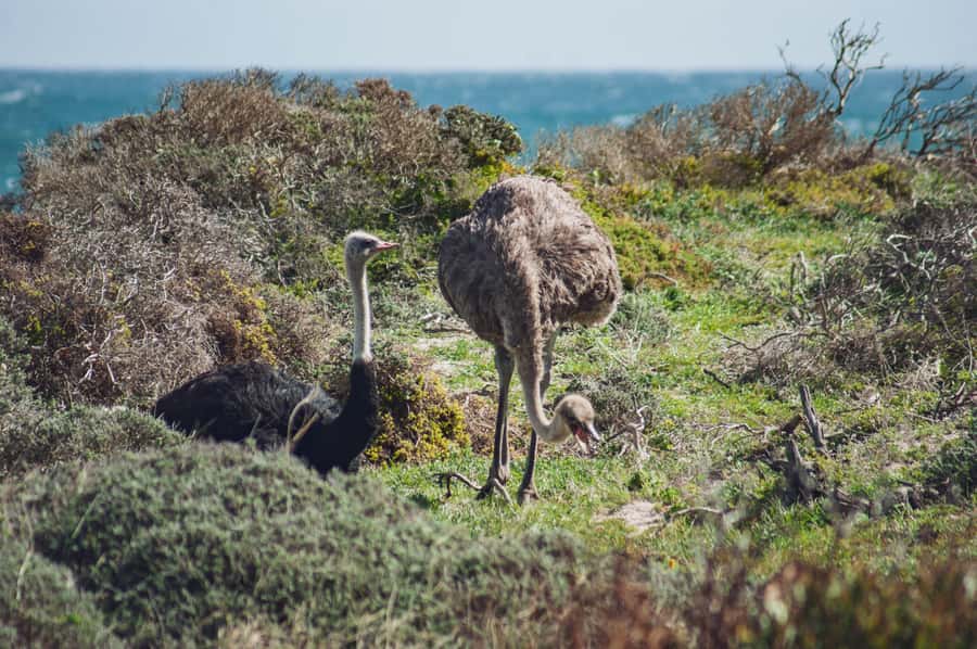Cape Town: Full-Day Private Peninsula Tour - Boulders Beach and the penguin colony