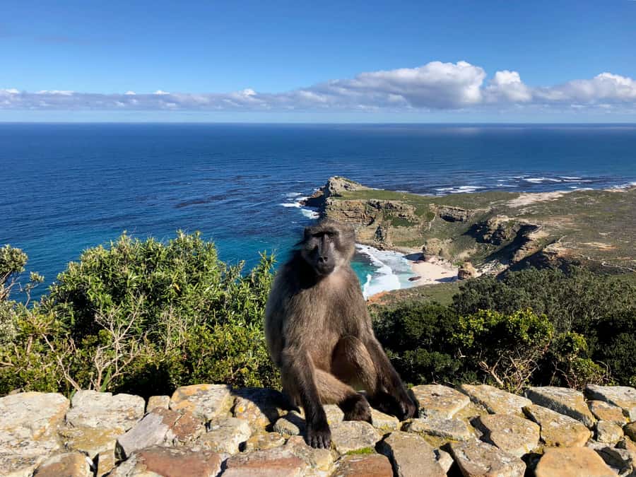 Cape Town: Full-Day Private Tour with Cape Point & Penguins - Why this private Cape Peninsula day works