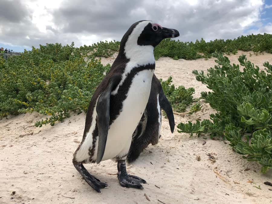 Cape Town: Full-Day Private Tour with Cape Point & Penguins - Cape of Good Hope and Cape Point