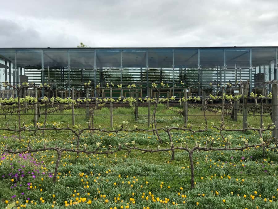 Cape Town: Full-Day Stellenbosch and Franschhoek Wine Tour - A full day without the driving headache