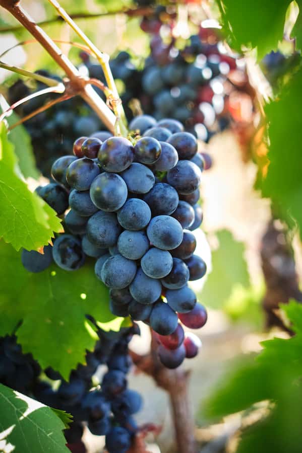 Cape Town: Full-Day Winelands Tour with Wine Tastings & Food - What the wine tastings are really like