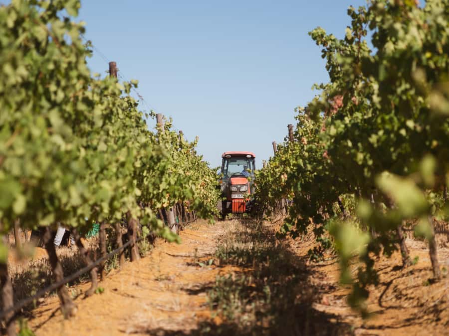 Cape Town: Full-Day Winelands Tour with Wine Tastings & Food - Price, group size, and who gets the best value