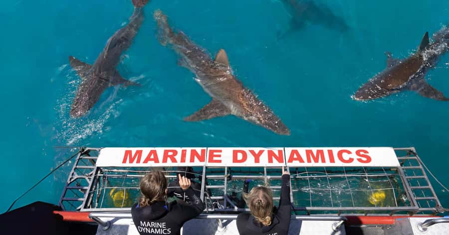 Cape Town: Gansbaai Eco-Friendly Shark Cage Diving Cruise - Key points to know before booking