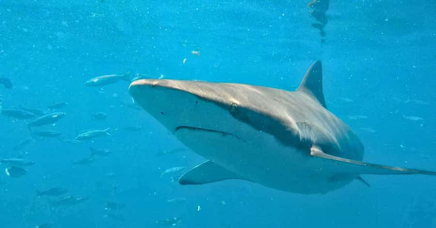 Cape Town: Gansbaai Eco-Friendly Shark Cage Diving Cruise - The real shark encounter is with bronze whalers