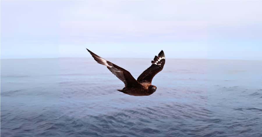 Cape Town: Gansbaai Eco-Friendly Shark Cage Diving Cruise - Cold water, limited visibility, and honest expectations
