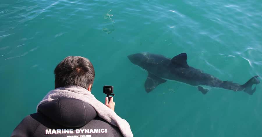 Cape Town: Gansbaai Eco-Friendly Shark Cage Diving Cruise - The African Penguin and Seabird Sanctuary