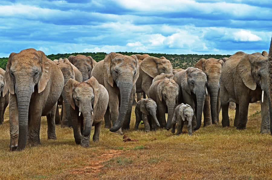 Cape Town: Garden Route and Addo Elephant Park 6-Day Safari - The six details that matter most