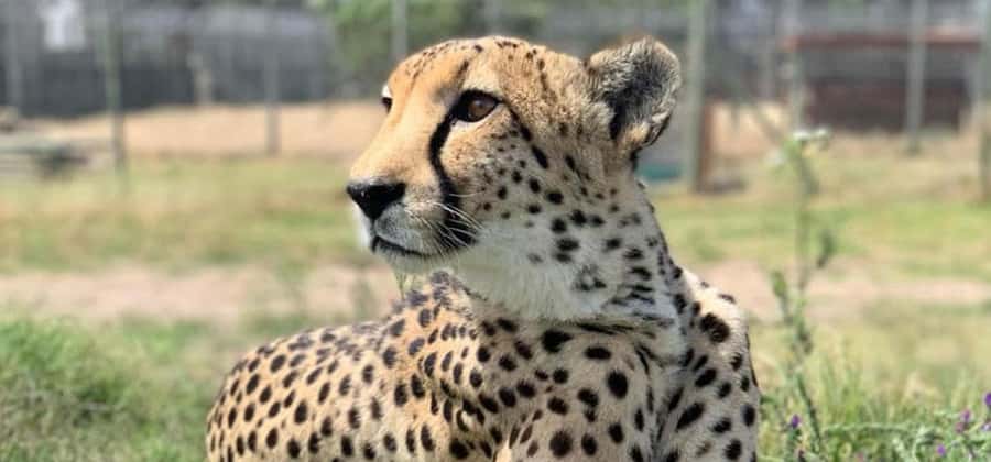 Cape Town: Giraffe House, Cheetah Encounter and Wine Tasting - Why this Cape Town day trip works