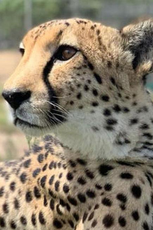 Cape Town: Giraffe House, Cheetah Encounter and Wine Tasting - FAQ