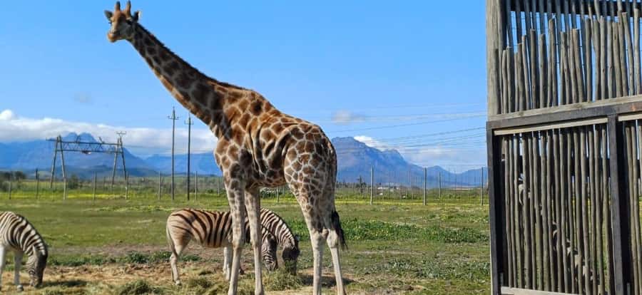 Cape Town: Giraffe House, Cheetah Encounter and Wine Tasting - Meeting cheetahs at Cheetah Outreach
