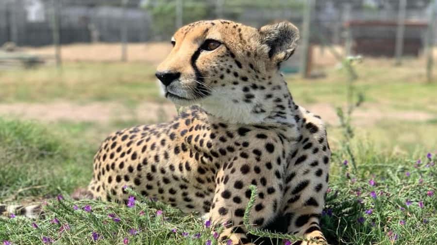 Cape Town: Giraffe House, Cheetah Encounter and Wine Tasting - Feeding giraffes at Giraffe House in Paarl