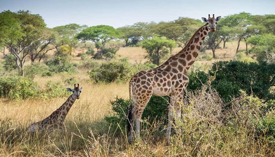 Cape Town: Giraffe House, Cheetah Encounter and Wine Tasting - Booking details worth checking