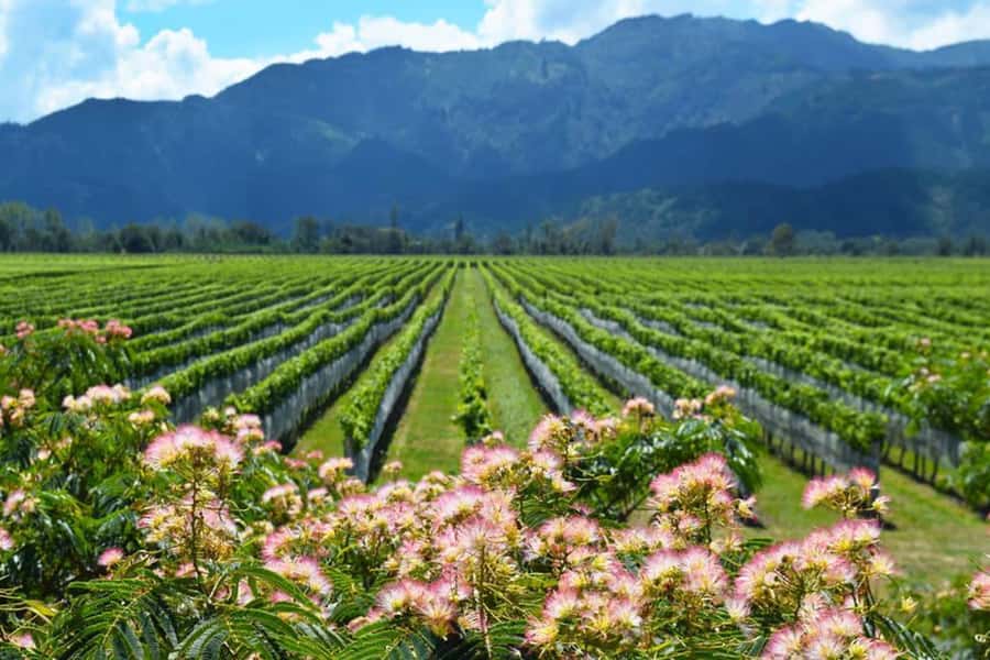 Cape Town: Giraffe House, Cheetah Encounter and Wine Tasting - Should you book this tour?