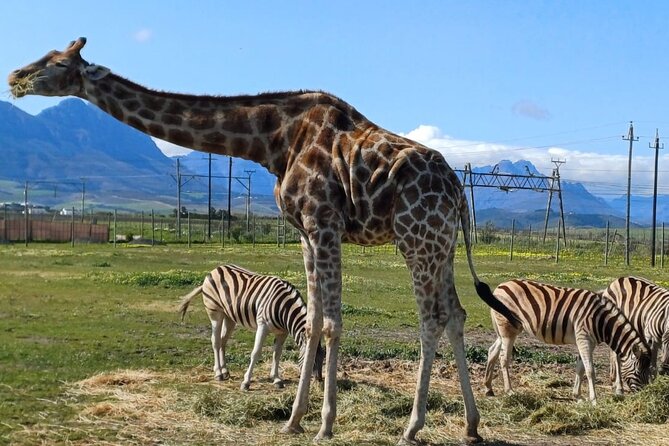 Cape Town Giraffe House, Cheetah Encounter and Wine Tasting Tour - Key points at a glance