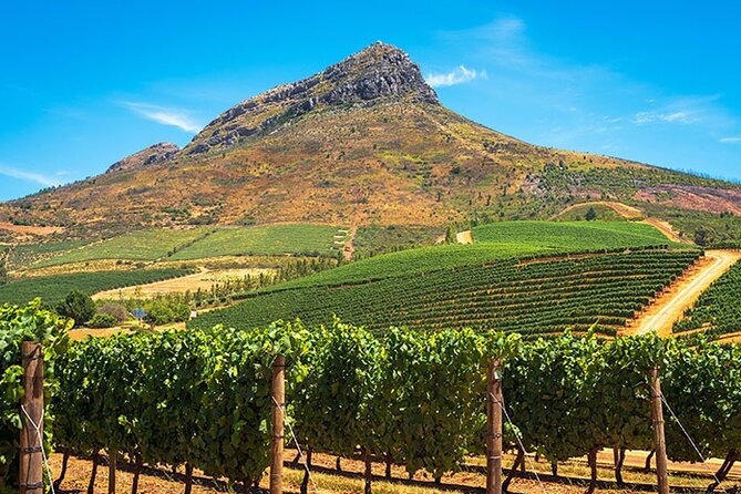 Cape Town Giraffe House, Cheetah Encounter and Wine Tasting Tour - Why this unusual Cape Town tour works