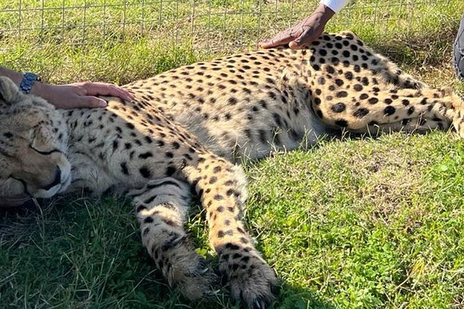 Cape Town Giraffe House, Cheetah Encounter and Wine Tasting Tour - Wine tasting around Stellenbosch
