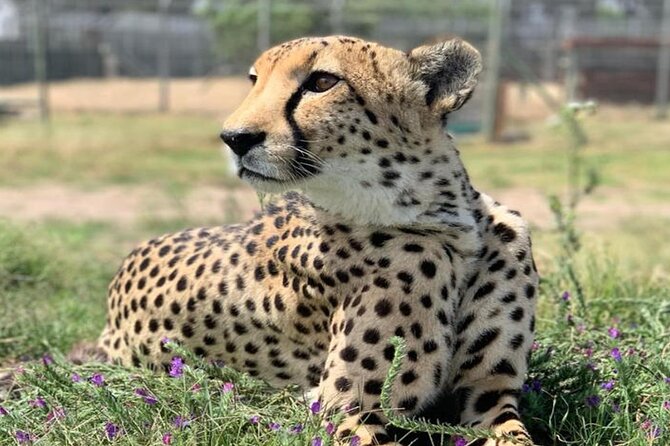 Cape Town Giraffe House, Cheetah Encounter and Wine Tasting Tour - Scenic drives and the shape of the day