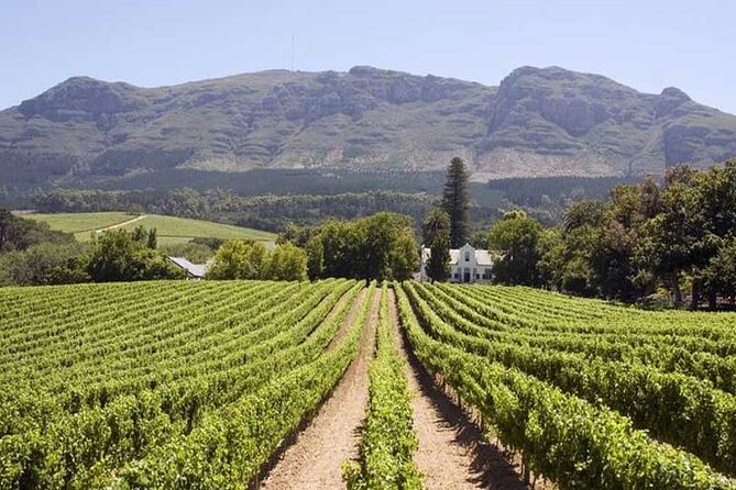 Cape Town Giraffe House, Cheetah Encounter and Wine Tasting Tour - What to know before you book