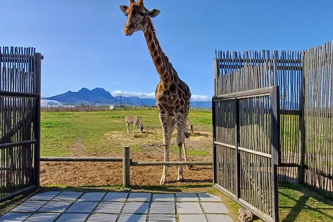 Cape Town Giraffe House, Cheetah Encounter and Wine Tasting Tour - Feeding giraffes at Giraffe House in Paarl