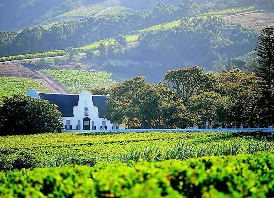Cape Town: Giraffe House, Cheetah Encounter and Wine Tasting - Stellenbosch wine tasting and mountain views