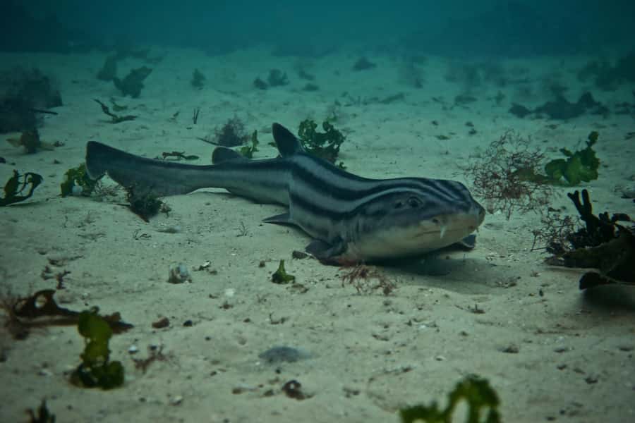 Cape Town: Great African Sea Forest Guided Snorkel - Key points before you book