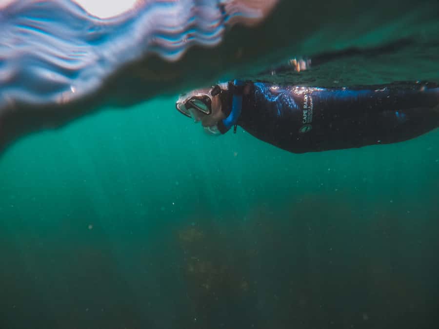 Cape Town: Great African Sea Forest Guided Snorkel - Should you book the Sea Forest snorkel?