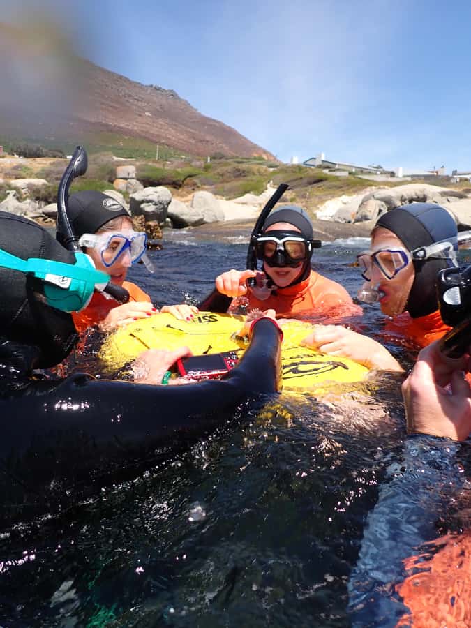 Cape Town: Great African Sea Forest Guided Snorkel - What the Great African Sea Forest actually feels like