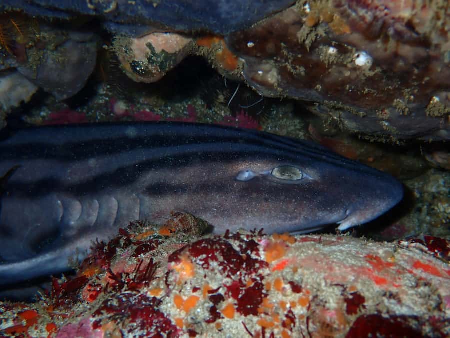 Cape Town: Great African Sea Forest Guided Snorkel - Looking for octopus, shysharks, and sea urchins