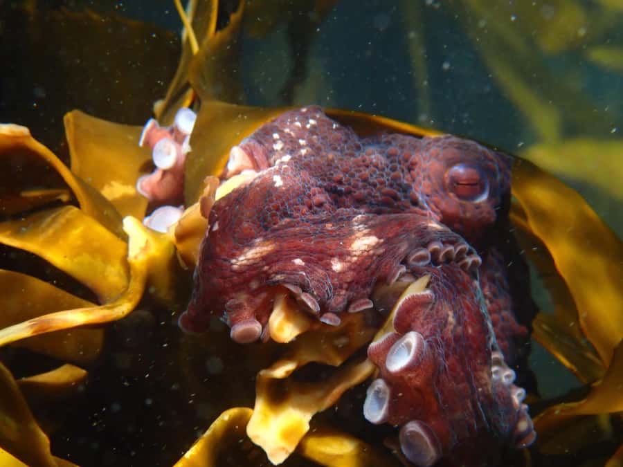 Cape Town: Great African Sea Forest Guided Snorkel - Turning a shark sighting into research
