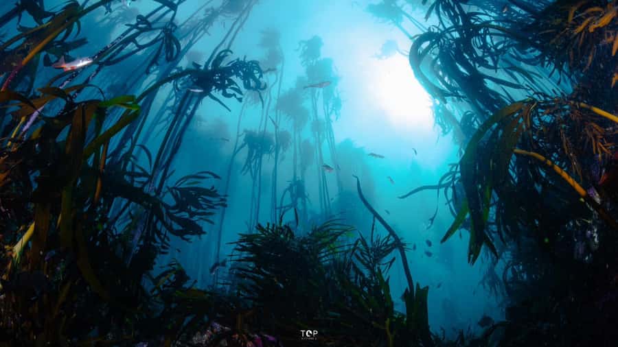 Cape Town: Great African Sea Forest Guided Snorkel - Photos, equipment, and the value of a $74 ticket
