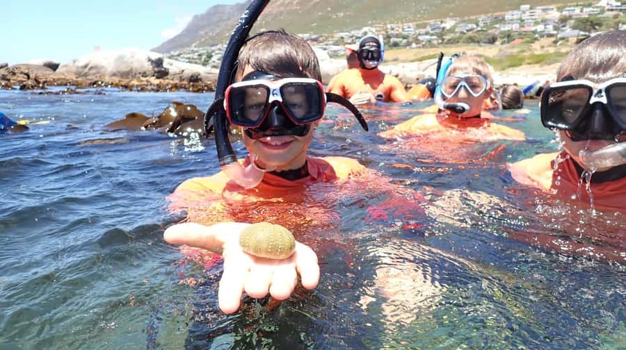 Cape Town: Great African Sea Forest Guided Snorkel - Who will get the most from this outing